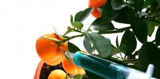 Pesticidele din legume și fructe nu sunt un pericol Pesticide