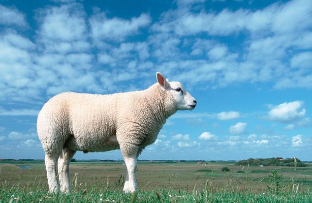 subvenții pentru ovine și caprine