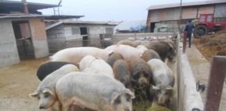 porci