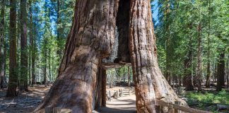 sequoia