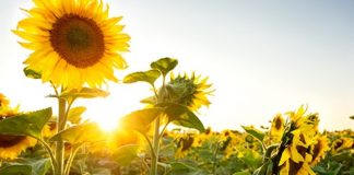 Preț record la floarea soarelui, chiar în perioada de recoltare în 2020!