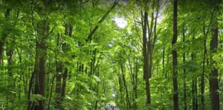 ROMSILVA BLOCHEAZĂ ACCESUL PRIN STRADA VADUL MOLDOVEI PENTRU 6.500 DE LOCUITORI AI CARTIERULUI GREENFIELD