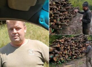 Cum protejeaza Romsilva hotii de paduri – O firma a continuat inca un an sa fure lemne-dupa ce a fost prinsa. Ca doar de aceea e bataie pe posturile Romsiva si pe ,,bonusurile” de 100,000 de euro!