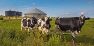 Black Sea Oil & Gas, alongside its shareholders Carlyle and EBRD, launches a new Biogas business in Romania