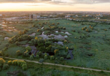 Parcul Natural Văcărești caută voluntari pentru o nouă acțiune de combatere a ambroziei