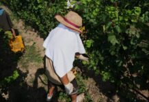 Franciacorta grăbește recolta cu o lună: cum schimbările climatice pun presiune pe vinul spumant Franciacorta grăbește recolta cu o lună: cum schimbările climatice pun presiune pe vinul spumant
