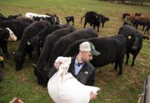 Criza cărnii de vită din SUA răstoarnă lanțul profitului: crescătorii câștigă, fermele și procesatorii pierd Criza cărnii de vită din SUA răstoarnă lanțul profitului: crescătorii câștigă, fermele și procesatorii pierd