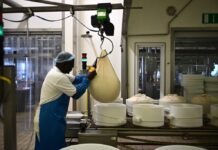 Canicula schimbă economia Parmigiano Reggiano: seceta și energia pun presiune pe fermele italiene Canicula schimbă economia Parmigiano Reggiano: seceta și energia pun presiune pe fermele italiene