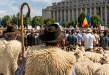 Focarele de variolă ovină și caprină pun presiune pe fermele din România: UE înăsprește controlul regional Focarele de variolă ovină și caprină pun presiune pe fermele din România: UE înăsprește controlul regional