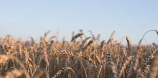 MADR propune dublarea sprijinului pentru fermieri: schema pentru îngrășăminte ar ajunge la aproape 60 de milioane de euro