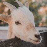 Exporturile românești de ovine și caprine se apropie de reluare: ce mai trebuie să decidă autoritățile europene