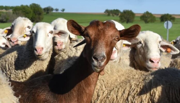 România negociază la Bruxelles reluarea exporturilor de ovine și caprine, dar epidemia se extinde și menține incertitudinea România negociază la Bruxelles reluarea exporturilor de ovine și caprine, dar epidemia se extinde și menține incertitudinea