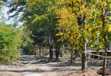 Parcul Grozăvești din Sectorul 6 avansează: 24,3 milioane de lei pentru 3,1 hectare cu sport, recreere și belvedere Parcul Grozăvești din Sectorul 6 avansează: 24,3 milioane de lei pentru 3,1 hectare cu sport, recreere și belvedere